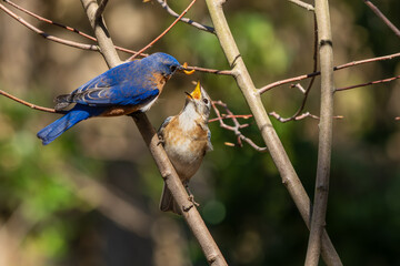 Male Eastern Bluebird feeding female mate