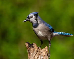 Blue jay perched on a tree branch