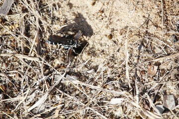 Zebra Spider Wasp  (Turneromyia) digging nest South Australia