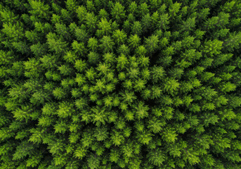Drone view of vibrant forest absorbing CO2, highlighting a sustainable green environment