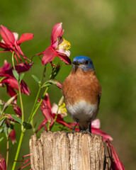A Male Eastern Bluebird perched on a tree stump with red columbine flowers