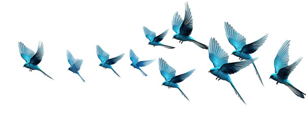 Flock of blue birds flying on transparent background