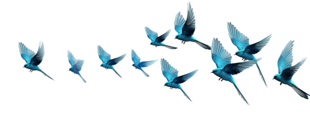 Flock of blue birds flying on transparent background