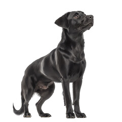 Obraz premium Black Dog Portrait: Cute Black Retriever Canine Looking Up | Isolated Studio Profile of a Smart, Loyal, Playful Pet