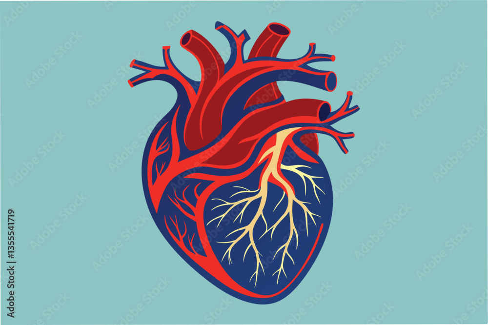 Poster detailed vector illustration of a human heart showing arteries and veins on a minimal background in 