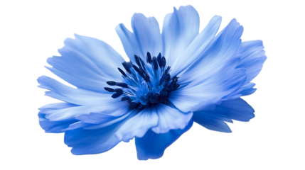 blue flower isolated on png