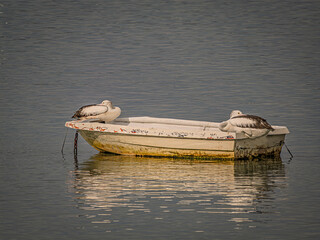 Comical Pelicans On Small Floating Hull
