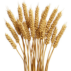 Sustainable Organic Wheat Harvest in Rural Wheat Field: Natural Grain Stalks and Nutritional Cereal Crop Production