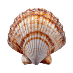 Obraz premium Close-Up Scallop Shell: Vibrant Nature Textures on Coastal Beach - Perfect for Seashell Enthusiasts and Marine Life Photography