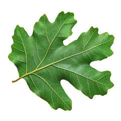 green oak leaf isolated on white background.