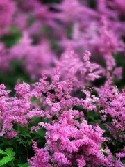 Obraz premium pink false goats beard