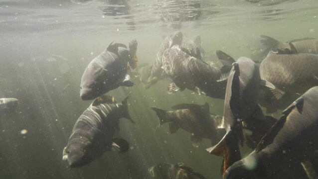 2D Carp Underwater at Navajo Lake