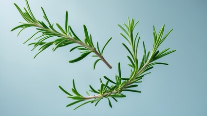Obraz premium Fresh green rosemary herb drifting in the air against a blue background.