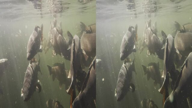 3D Carp Underwater at Navajo Lake