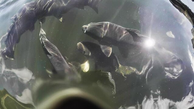 Carp Fish swiming in 2D