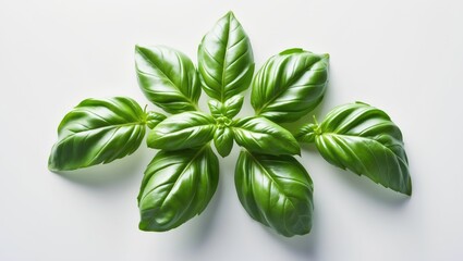 Fototapeta premium Fresh Green Basil Leaf, close-up view, isolated on a white background.
