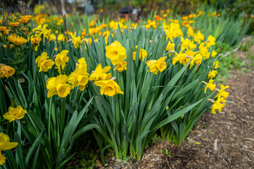 Obraz premium Group of yellow daffodils in spring in a garden