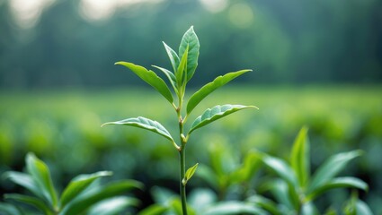 Obraz premium Green tea leaf plantation organic farm in the morning with a blurred backdrop. Fresh green tea leaves. Freshness of an organic tea garden for wallpaper background.