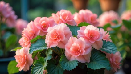 Fototapeta premium Blooming houseplant begonia featuring coral flowers, selective focus, horizontal orientation.