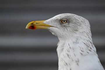 Close-Up Profile of a Seagull