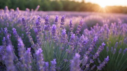 Obraz premium Lavender flowers glowing in the sunset.