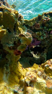 Closeup View of a Colorful Coral Reef Crevices with Sea Life Tropical Fish - Black Doctor Fish and Black Sea Urchin