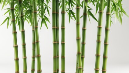 Green bamboo with leaves separated against a white background