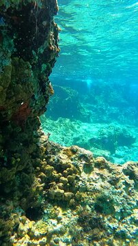 Colorful Coral Reef Ledge with Diverse Marine Life and Tropical Fish