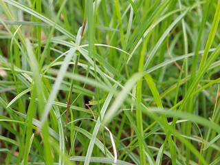 green grass with dew drops