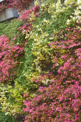 Lush Garden in a Living Green Wall