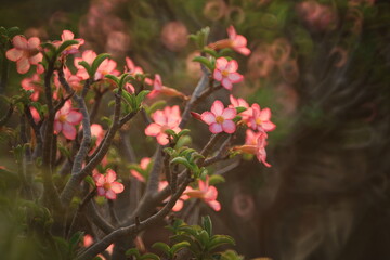 Adenium Obesum (Mock Azalea, Desert Rose, Impala Lily, Pink Bigmonia, Salsi Star) Suan Nong Nooch Tropical Garden Pattaya, Thailand. 