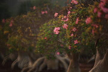 Obraz premium Adenium Obesum (Mock Azalea, Desert Rose, Impala Lily, Pink Bigmonia, Salsi Star) Suan Nong Nooch Tropical Garden Pattaya, Thailand. 