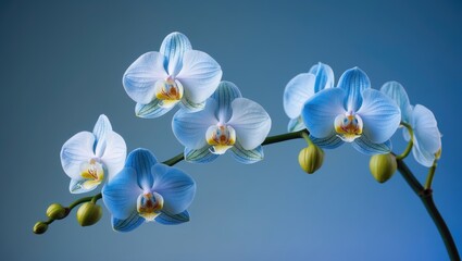blue orchid flowers in detail