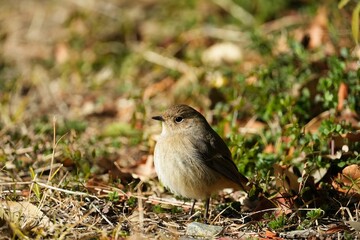 Fototapeta premium ふんわり羽を膨らませるジョウビタキ