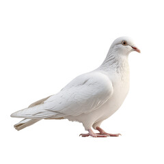 Naklejka premium Charming White Dove Profile - The Symbol of Peace in Ornithology and Wildlife Photography