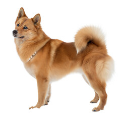 Finnish Spitz AI Generated Image
