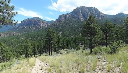 Mountain Trail Through Pine Forest.