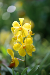 Yellow orchid flowers (Ascocentrum miniatum or Vanda miniatum)