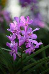 Fototapeta premium Purple orchid flowers (Ascocentrum miniatum or Vanda miniatum)