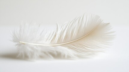 Obraz premium A high-key photograph of a delicate feather softly resting on a white surface