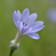 Fototapeta premium Bluebell (Wahlenbergia sp.)