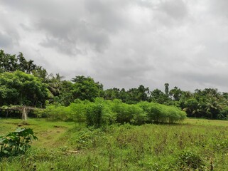 landscape with trees and clouds
