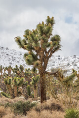 joshua trees in the desert with snow