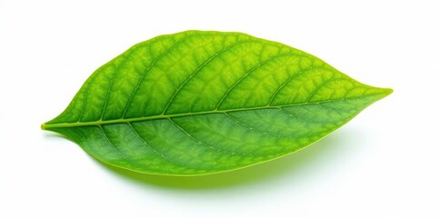 Obraz premium Isolated leaf against white background with texture, leaf, flora