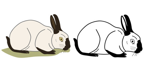 Himalayan Rabbit - Colors & Outline