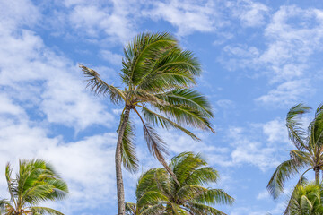 Obraz premium Beautiful Palm tree Hawaii Summer