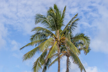 Beautiful Palm tree Hawaii Summer