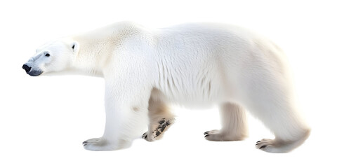 Fototapeta premium Isolated Polar Bear Walking Animal On Transparent Background