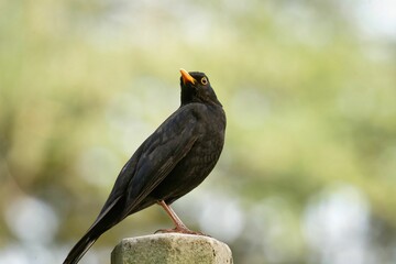 a blackbird on a stone looks attentively upwards in front of a blurred green background