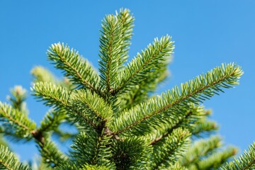 Fototapeta premium Lush green fir tree branch against a vibrant blue sky.